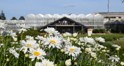 Nacionālajā botāniskajā dārzā Salaspilī veido jaunu vides izglītības un informācijas centru "Botania"