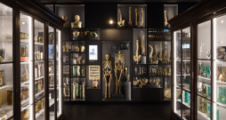 Drīzumā durvis apmeklētājiem vērs RSU Anatomijas muzejs