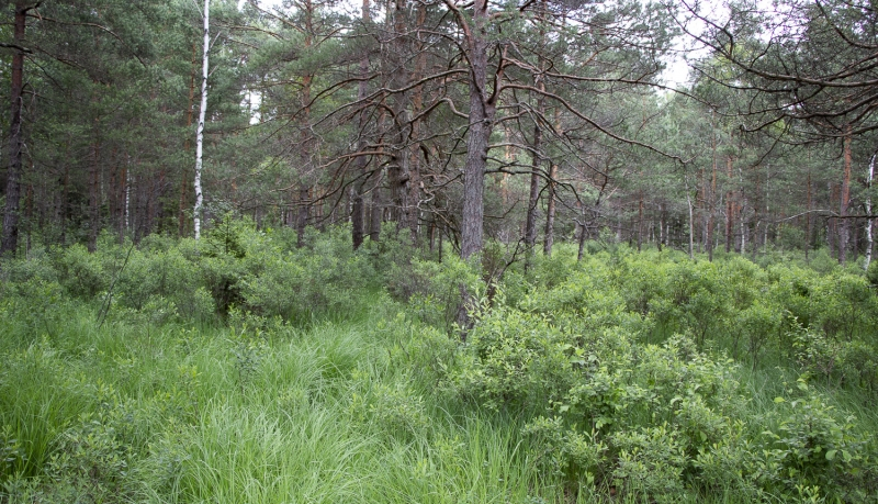 Grīņu dabas rezervāts