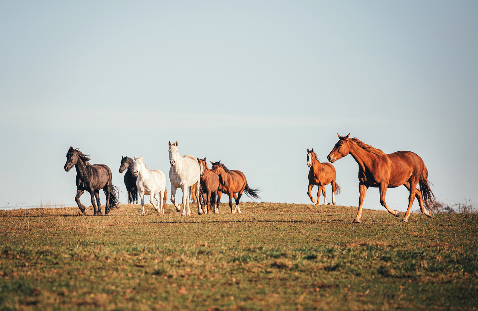 Ekskursija zirgu un zemeņu pasaulē